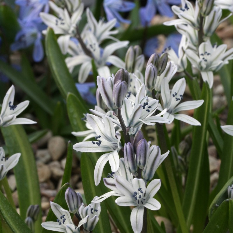 Scilla puschkinioides