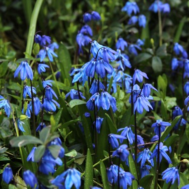 Scilla siberica