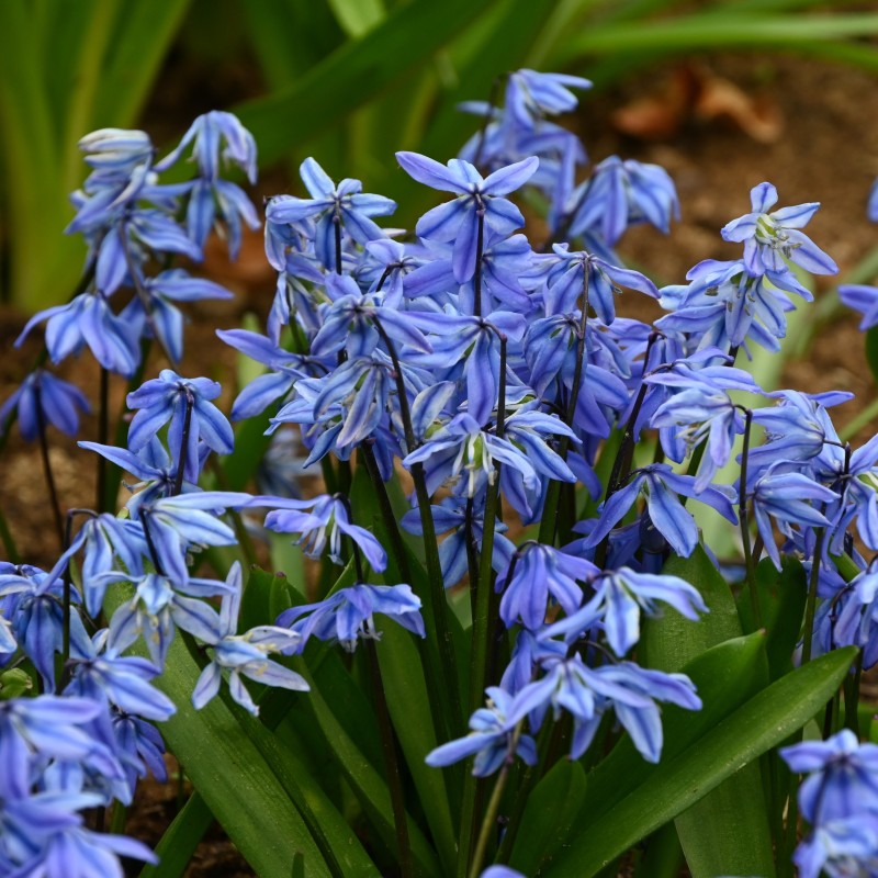 Scilla siberica