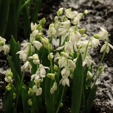 Scilla siberica 'Alba'