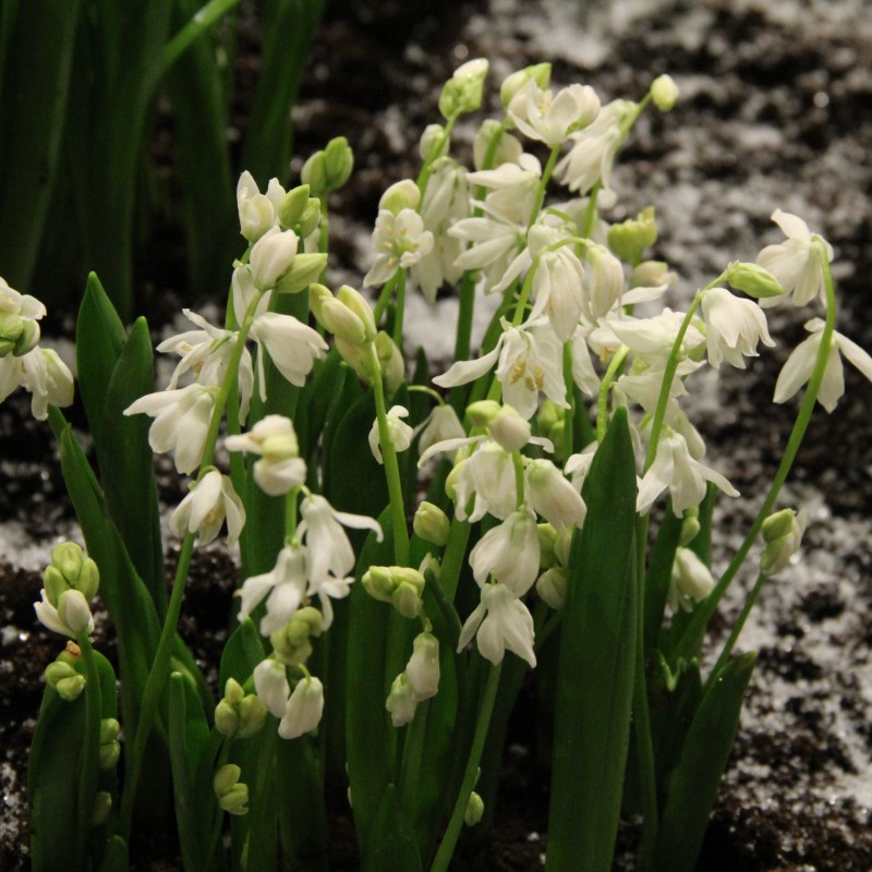 Scilla siberica 'Alba'
