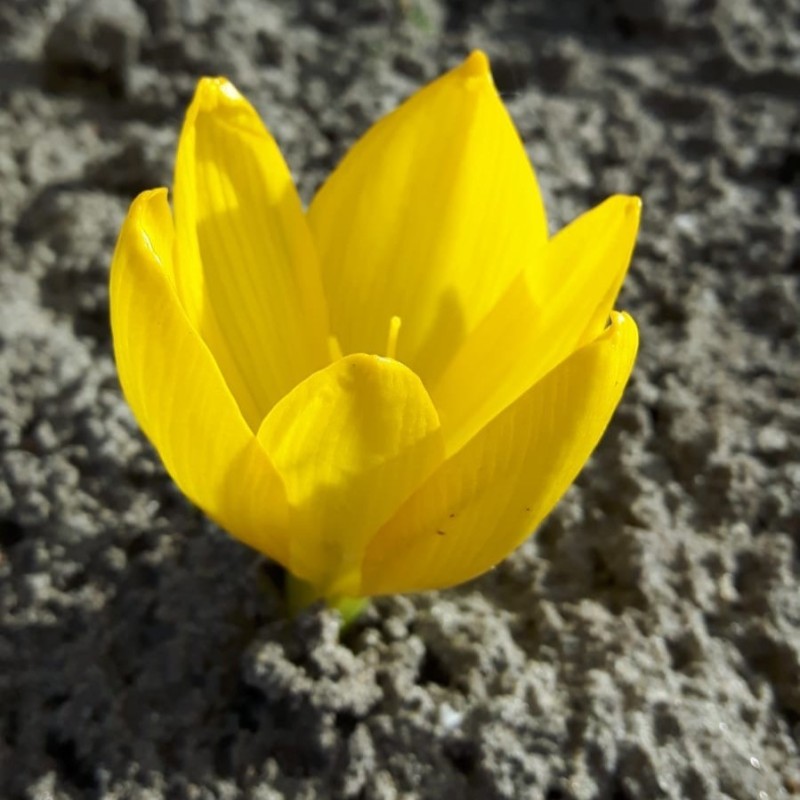 Sternbergia clusiana
