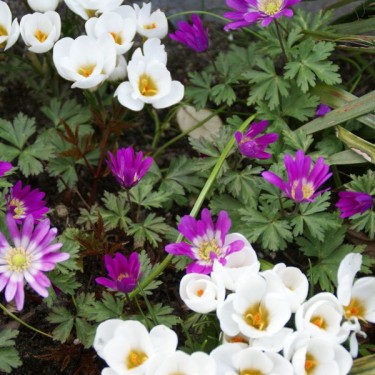 Anemone blanda 'Radar'