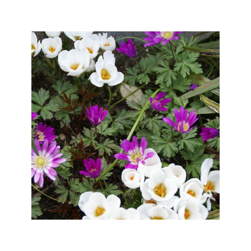 Anemone blanda 'Radar'