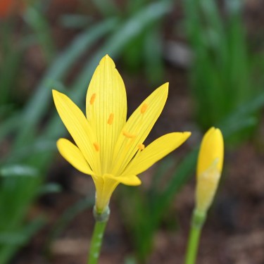 Sternbergia greuteriana