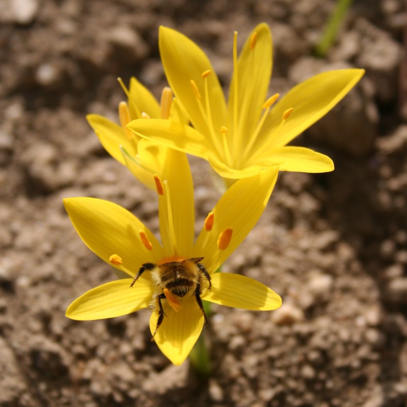 Sternbergia greuteriana
