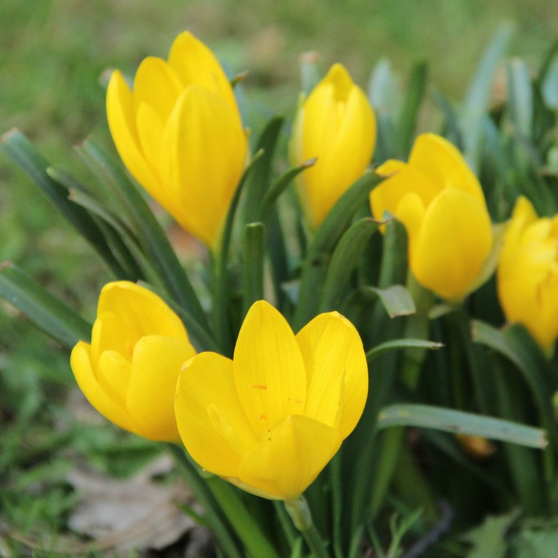 Sternbergia lutea