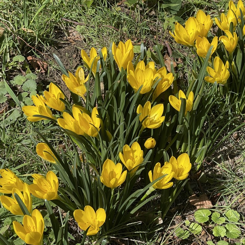 Sternbergia lutea