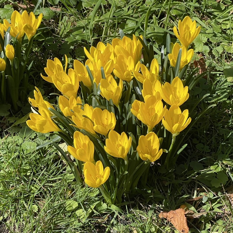 Sternbergia lutea