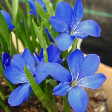 Tecophilaea cyanocrocus