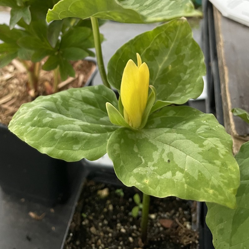 Trillium luteum