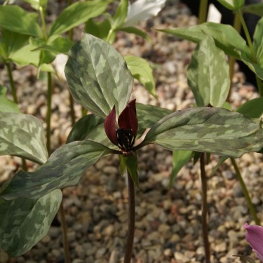 Trillium recurvatum