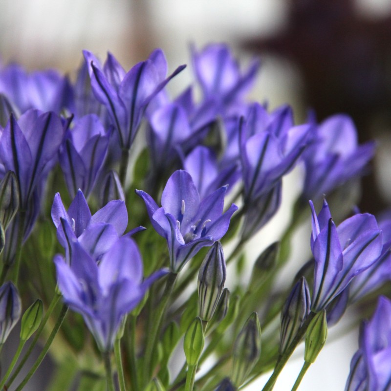 Triteleia 'Blues'