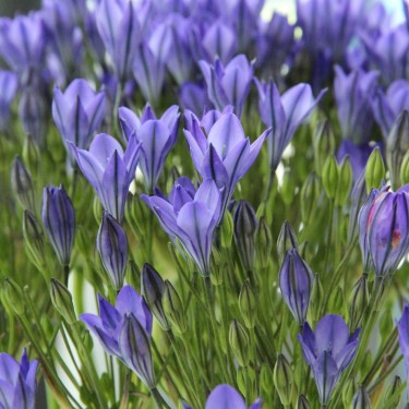 Triteleia 'Blues'
