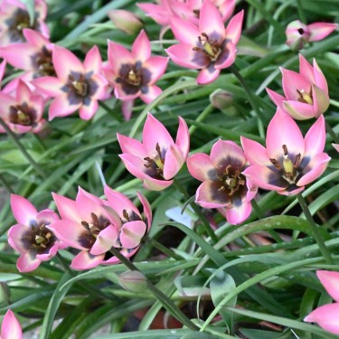 Tulipa 'Danique' Tulipa 'Danique'