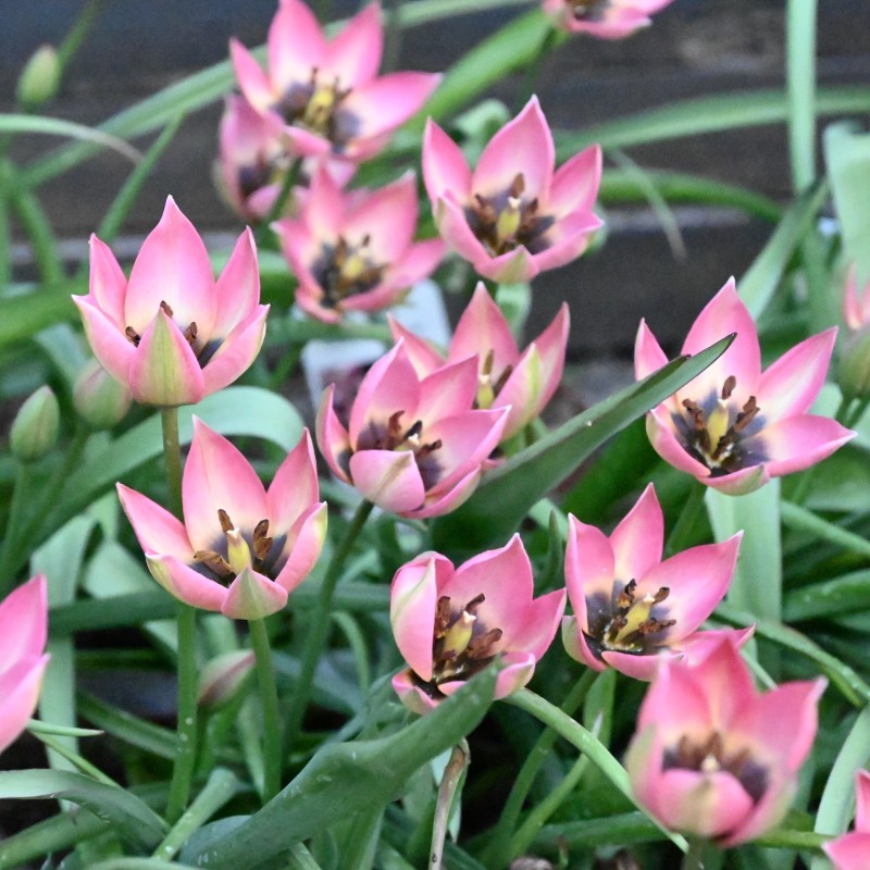Tulipa 'Danique' Tulipa 'Danique'