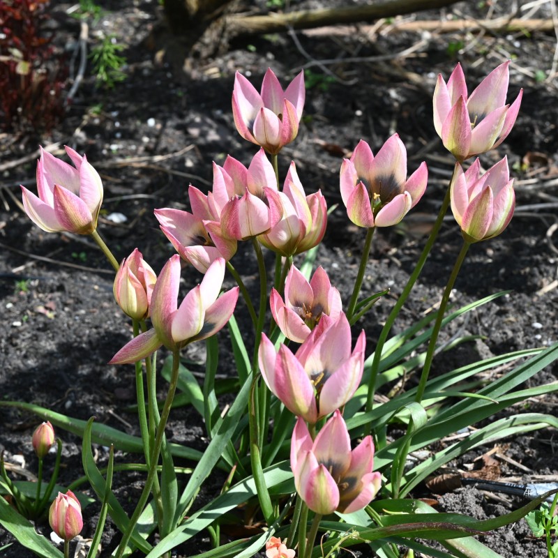 Tulipa 'Danique' Tulipa 'Danique'