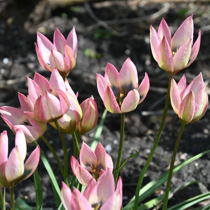 Tulipa 'Danique' Tulipa 'Danique'