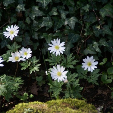 Anemone blanda 'White Splendour'