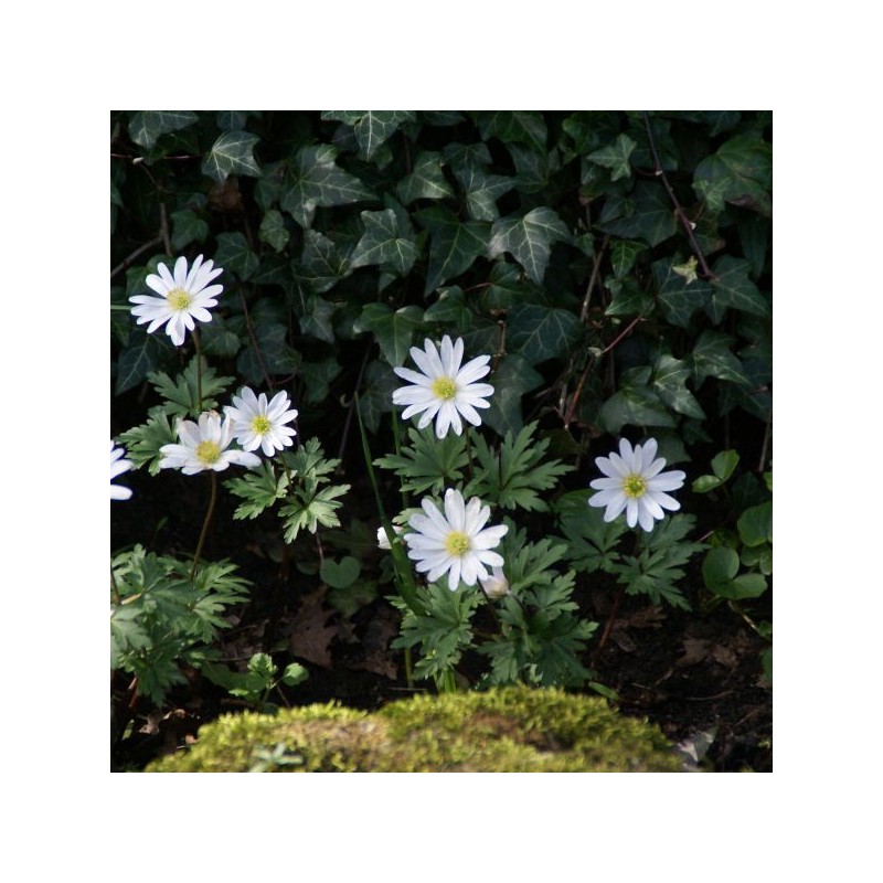 Anemone blanda 'White Splendour'
