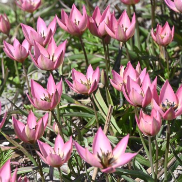 Tulipa 'Garden of Clusius'