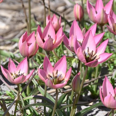 Tulipa 'Garden of Clusius'