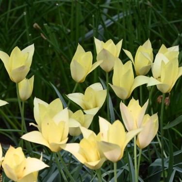 Tulipa 'Honky Tonk'