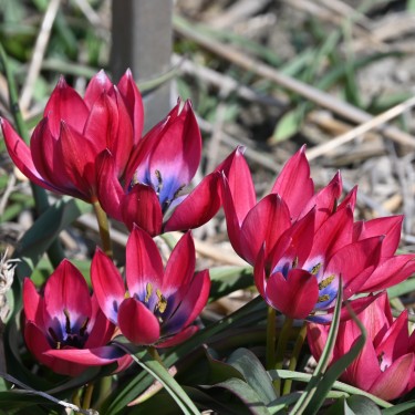 Tulipa 'Little Beauty'