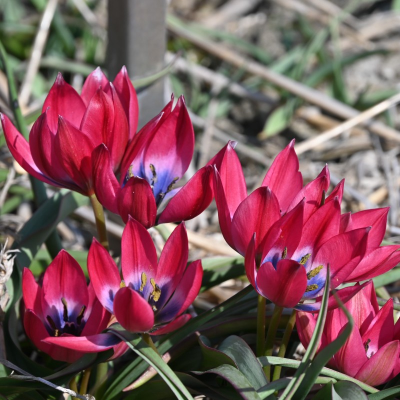 Tulipa 'Little Beauty'