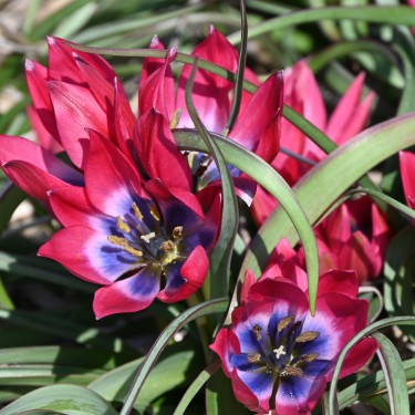 Tulipa 'Little Beauty'