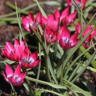 Tulipa 'Little Beauty'