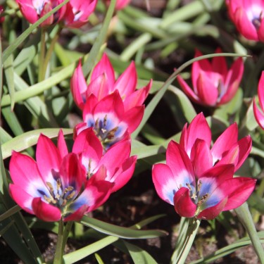 Tulipa 'Little Beauty'