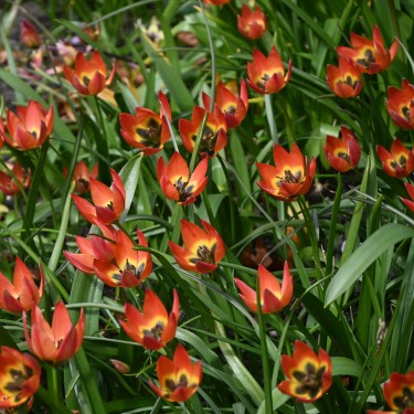 Tulipa 'Little Princess' Tulipa 'Little Princess'