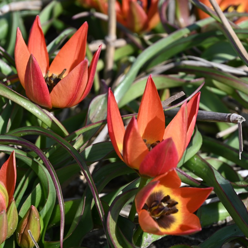 Tulipa 'Little Princess' Tulipa 'Little Princess'