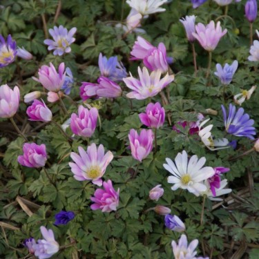 Anemone blanda -gemengde kleuren-