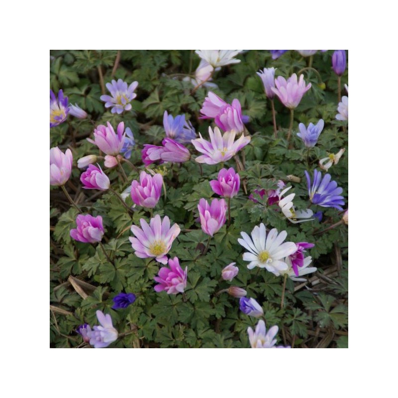 Anemone blanda -gemengde kleuren-
