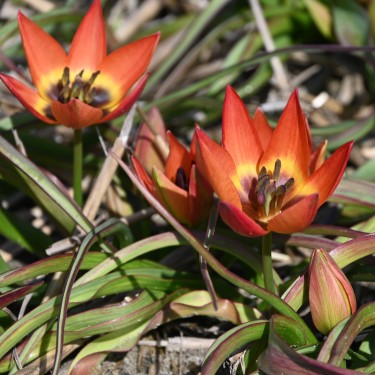 Tulipa 'Little Princess' Tulipa 'Little Princess'