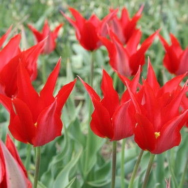 Tulipa 'Liz de Velours'