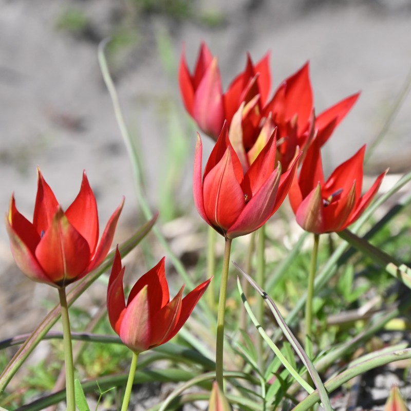 Tulipa 'Lizzy'