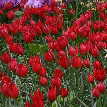 Tulipa 'Lizzy'