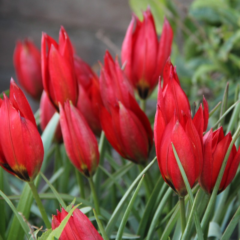 Tulipa 'Lizzy'