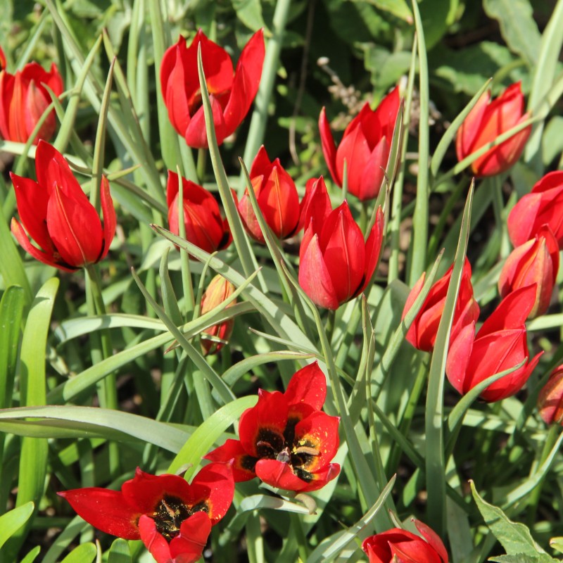 Tulipa 'Lizzy'