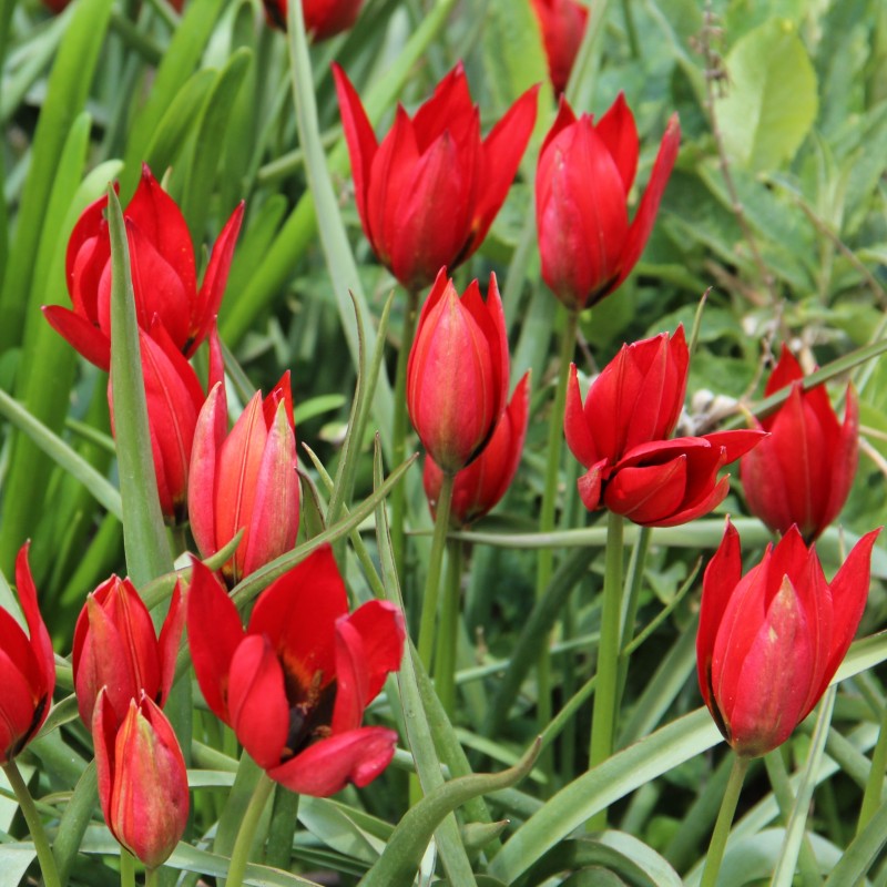 Tulipa 'Lizzy'