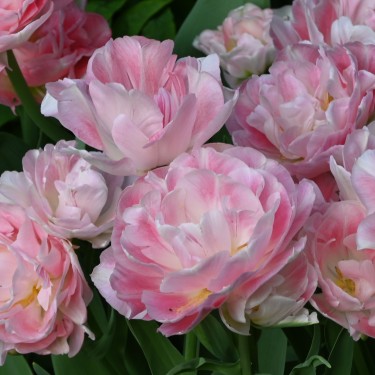 Tulipa 'Angélique'