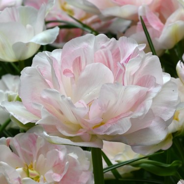 Tulipa 'Angélique'
