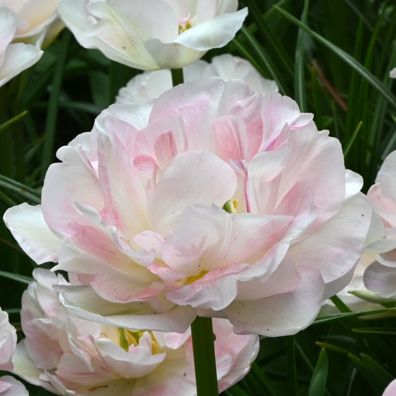Tulipa 'Angélique'