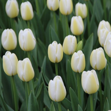 Tulipa 'Angels Wish' 