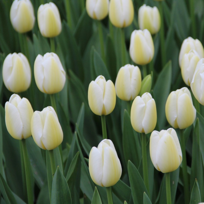 Tulipa 'Angels Wish' 