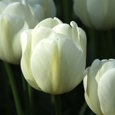 Tulipa 'Angels Wish' 