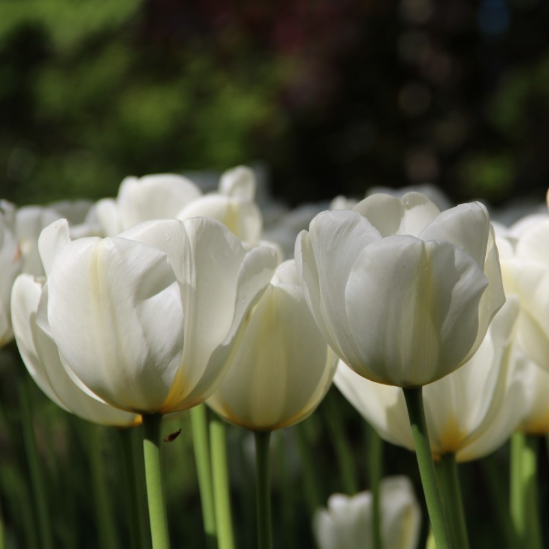 Tulipa 'Angels Wish' 